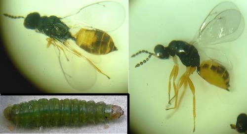 Réf. 330 636 : Elachertus lateralis